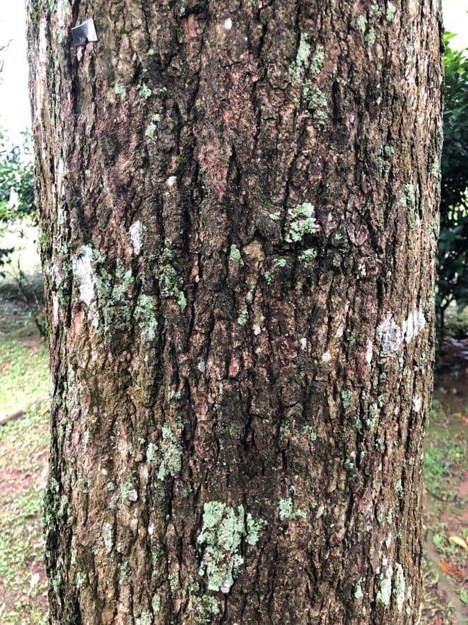 Barringtonia 17