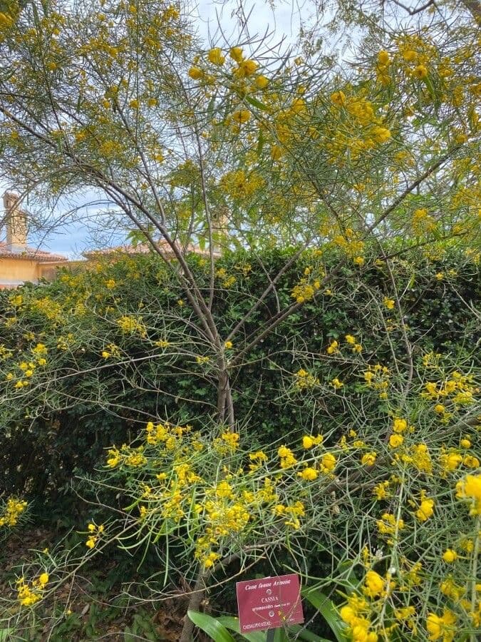 Senna 11