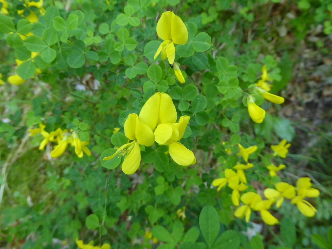 Escobón 15