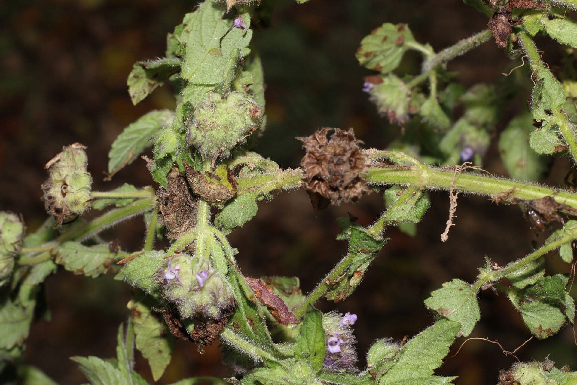 Marsypianthes 12