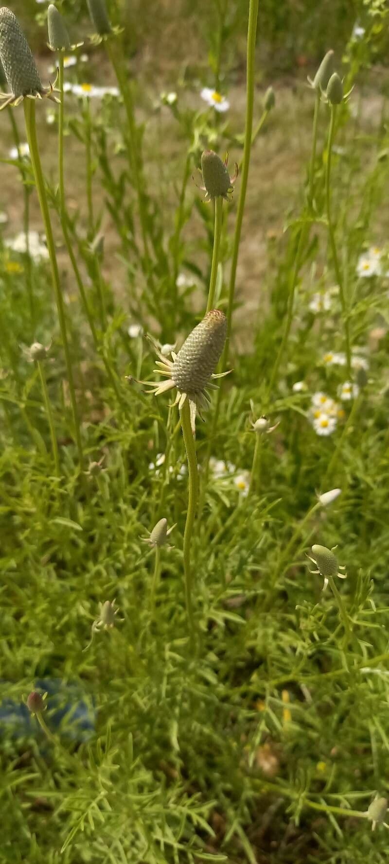 Ratibida columnifera