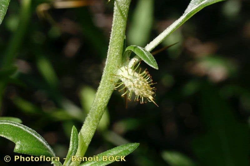 Lappola spinosa 23