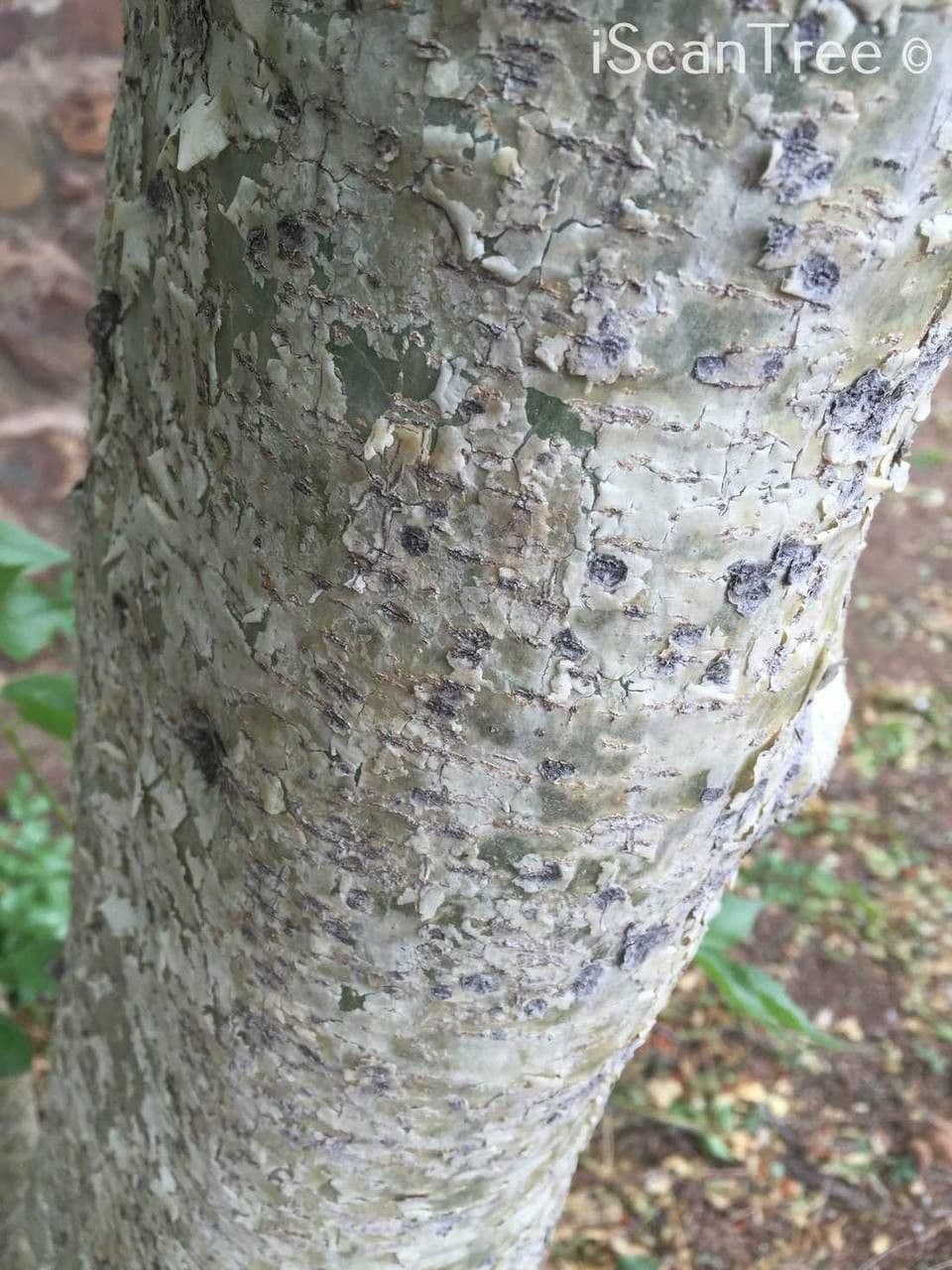 Steganotaenia araliacea 14