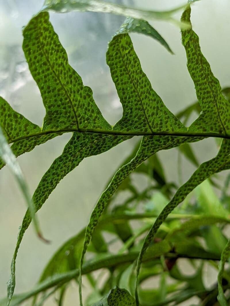 Drynaria