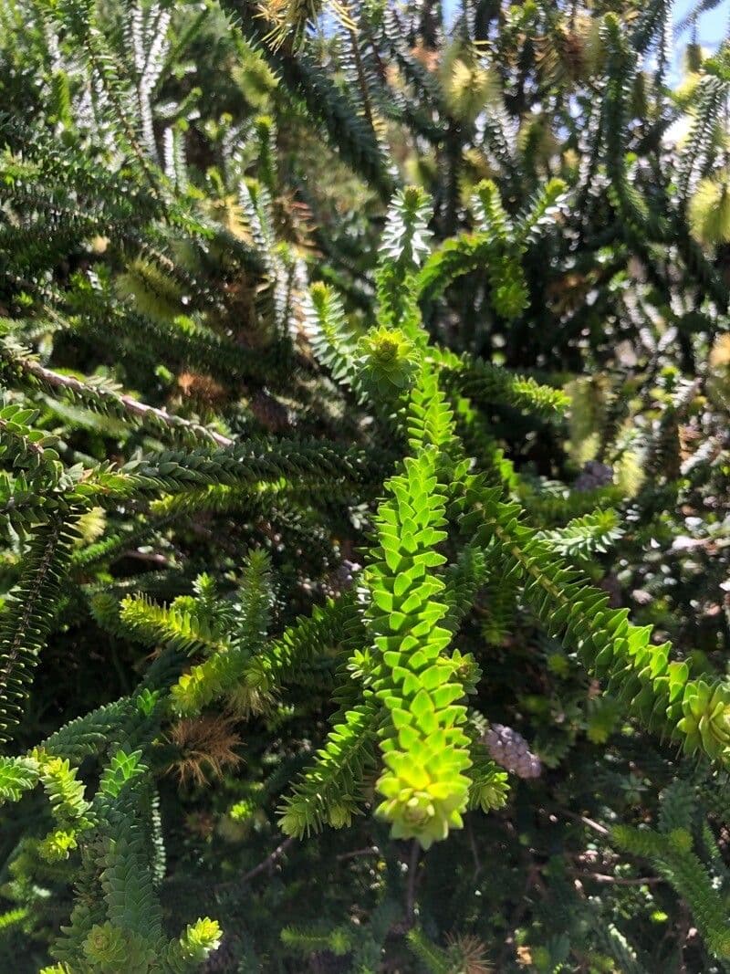 Melaleuca 5