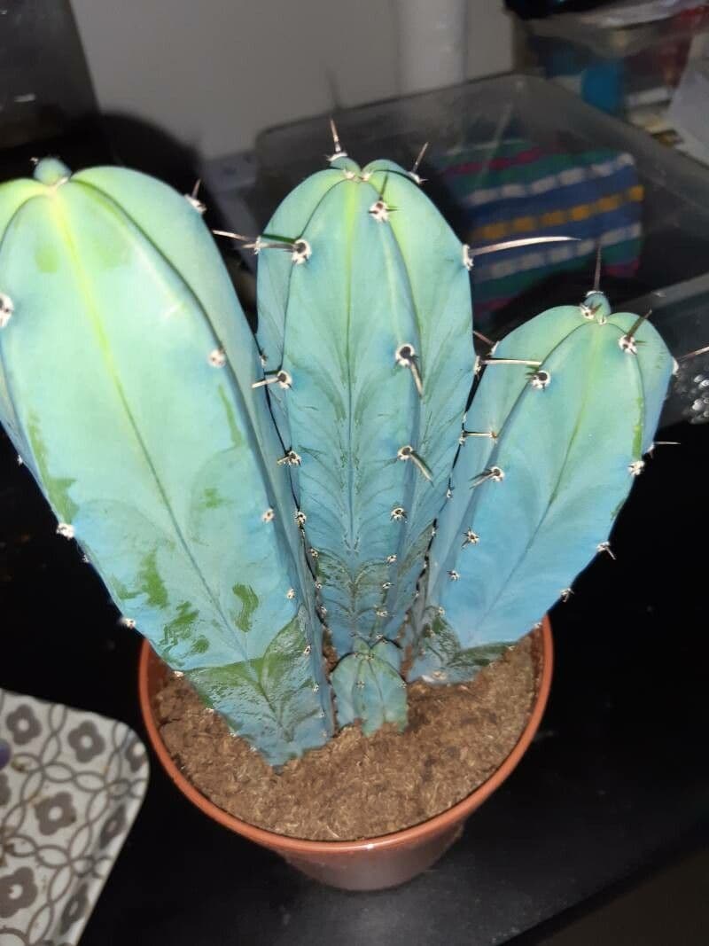 Myrtillocactus geometrizans 10