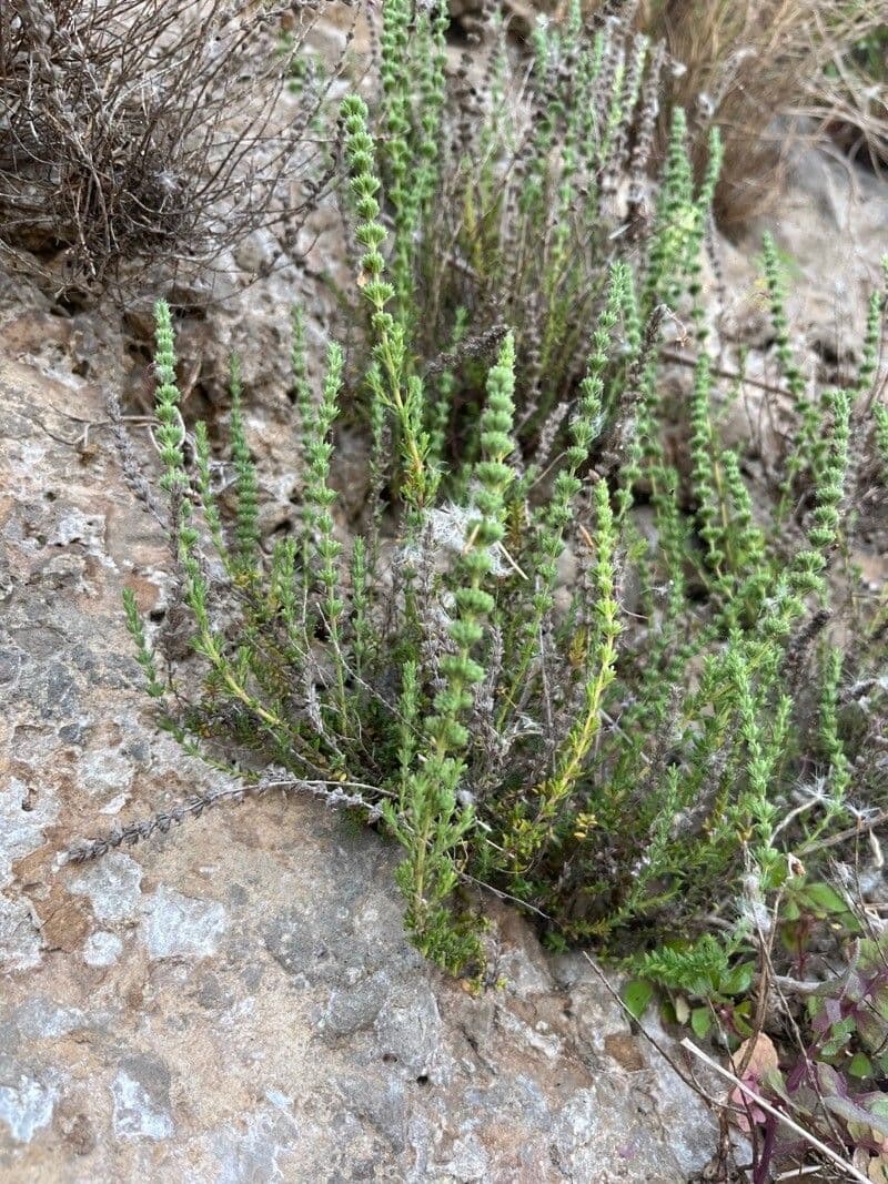 Savorella juliana 15