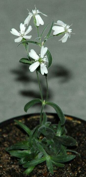 Silene stenophylla