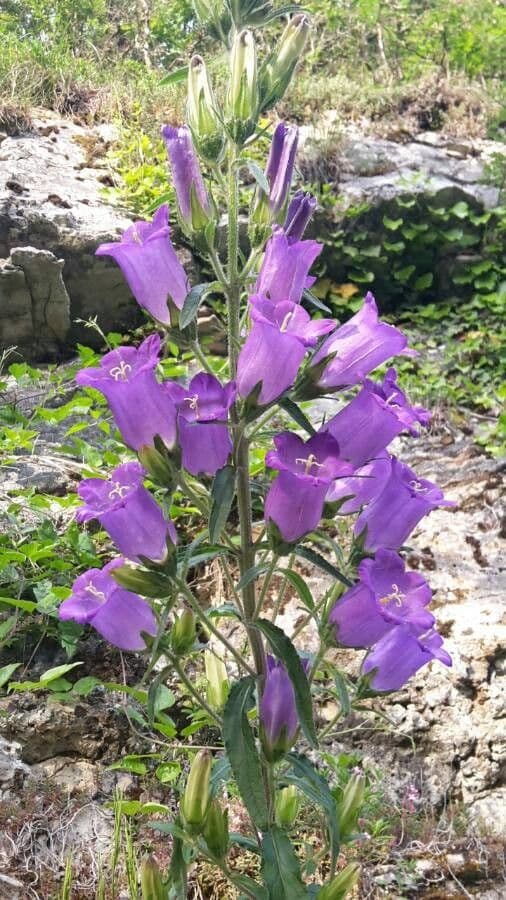 Campanula speciosa 6