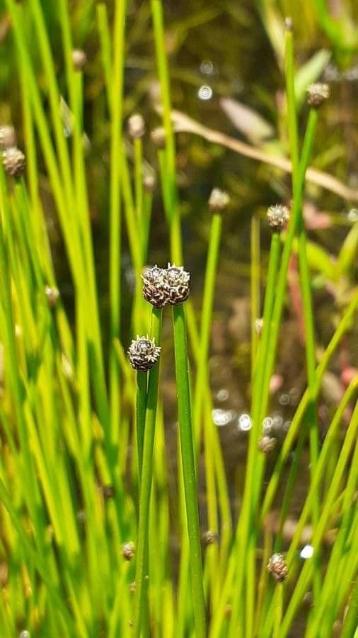 Eleocharis ovata 4
