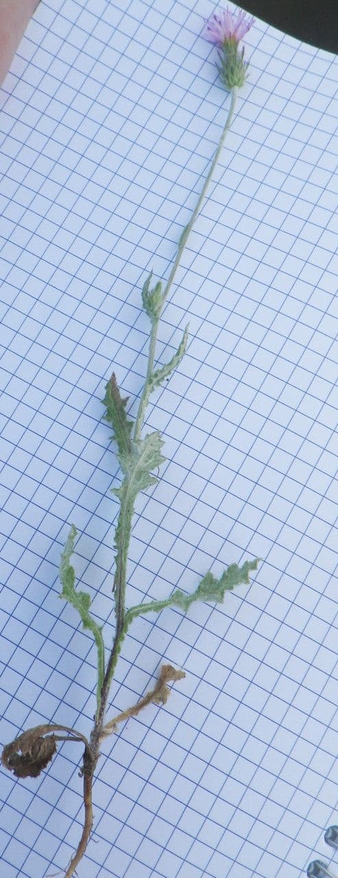 Cardo argentato 5