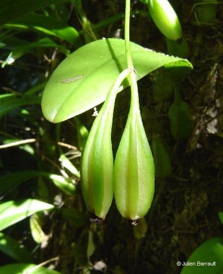 Orchidea ombrello pallida