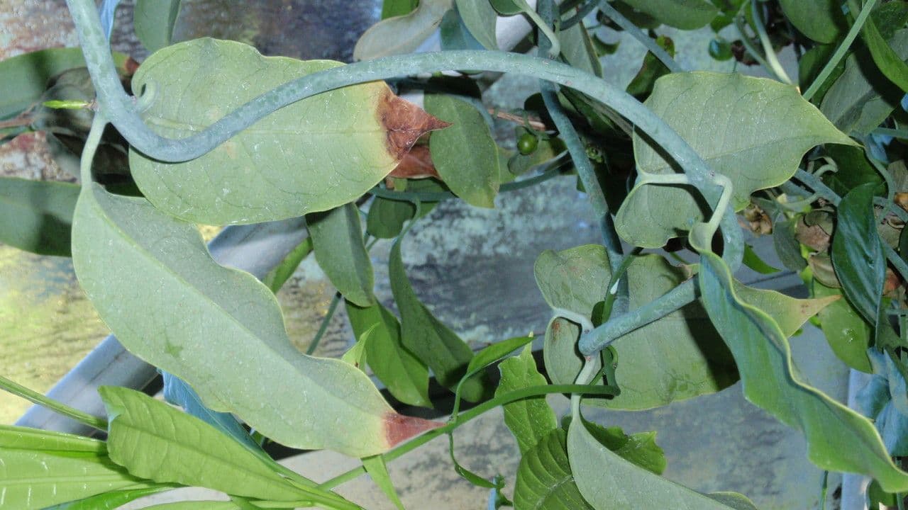 Austrobaileya 11
