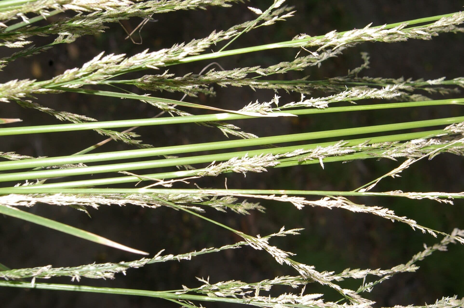Eragrostis prolifera 9