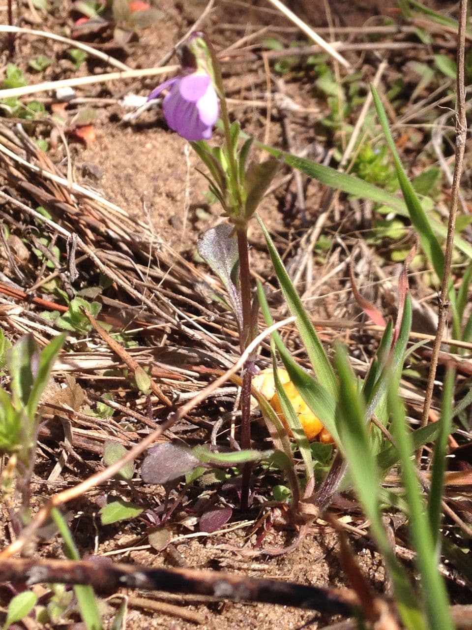 Viola bicolore 9