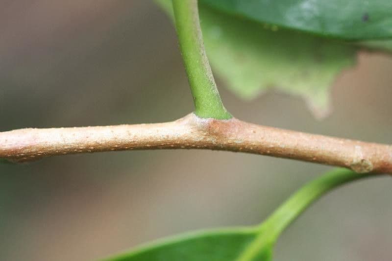 Aspidosperma 10