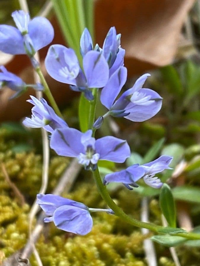 Poligala amarella 10