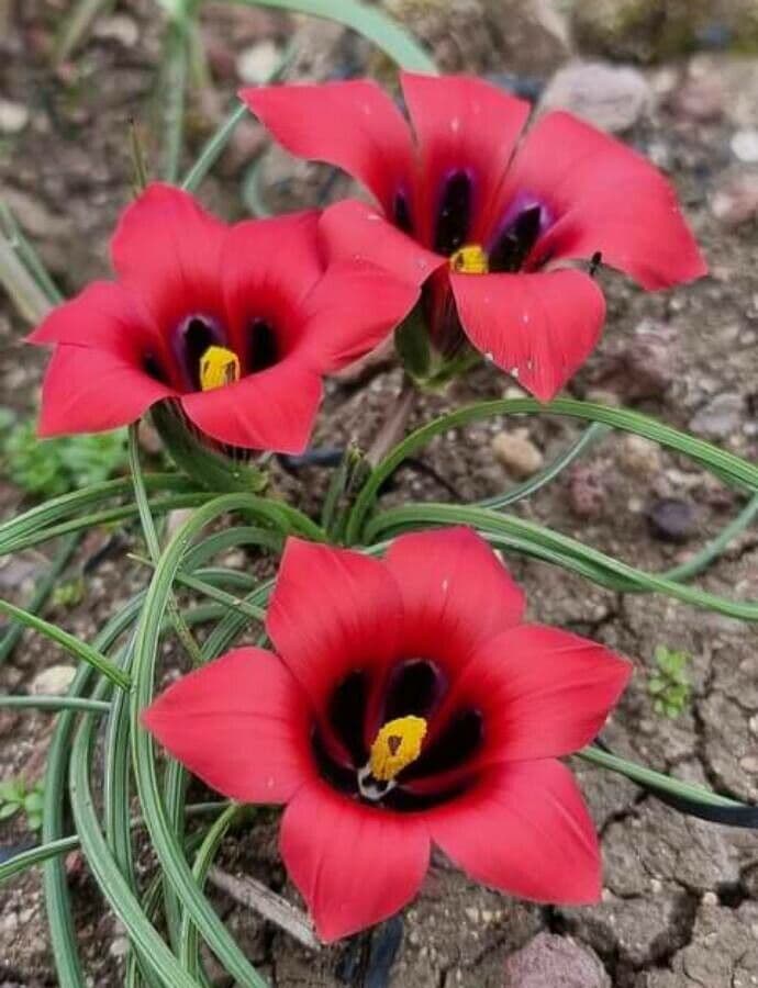 Romulea 3