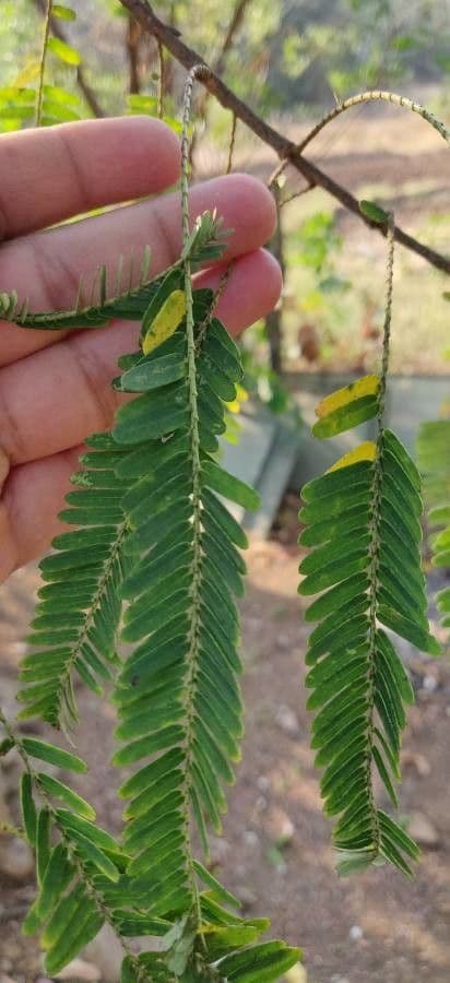Amla 15