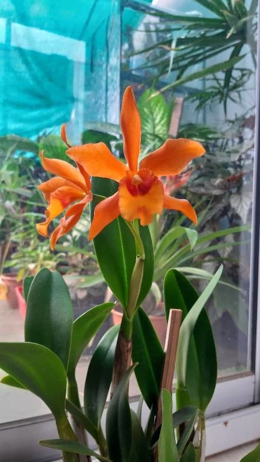 Scaphyglottis 5