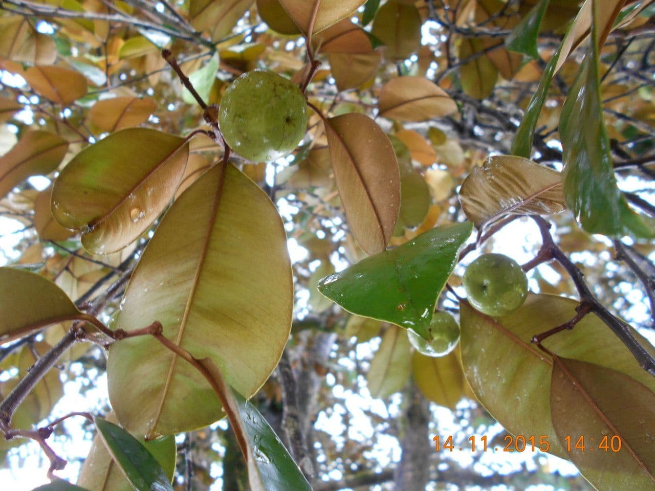 Mela stellare 9