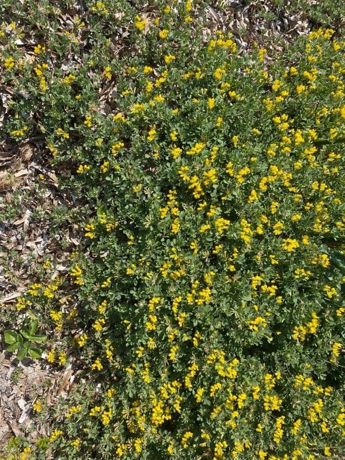 Lotus cytisoides 11