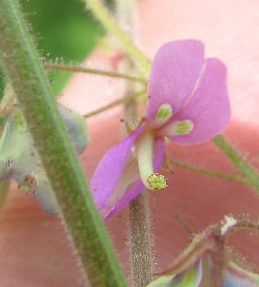 Desmodium procumbens