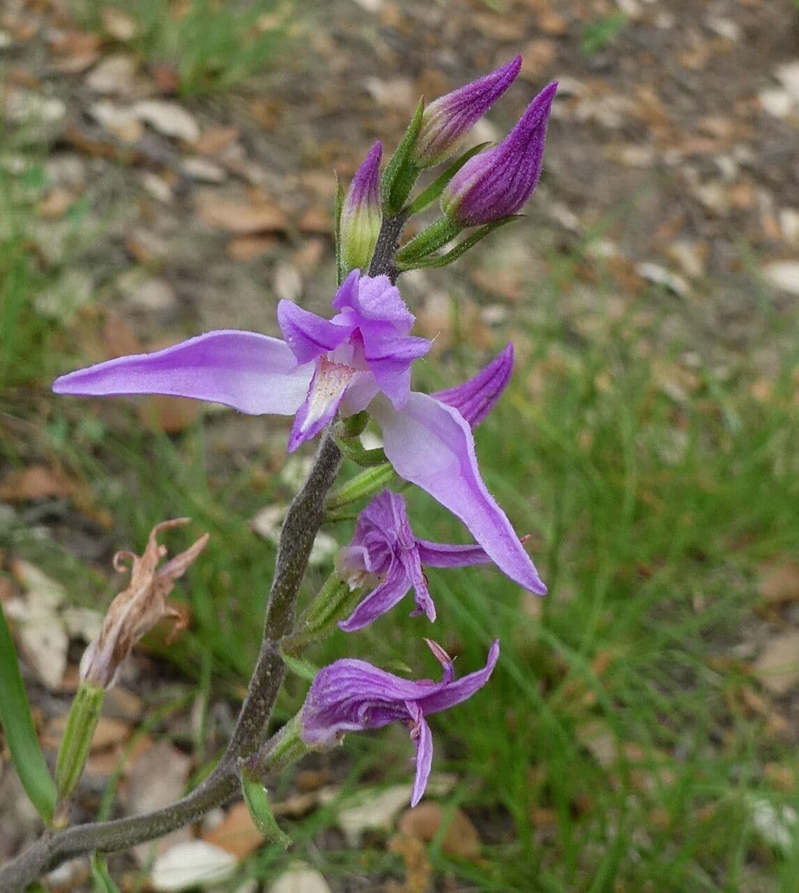 Cefalantera roja 25