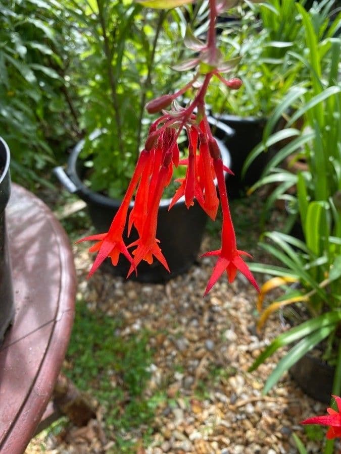 Fuchsien 8