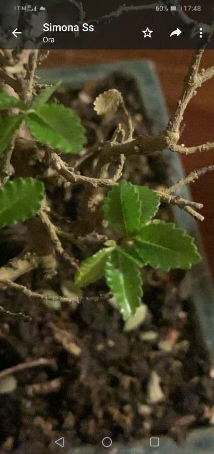 Zelkova cretese 10