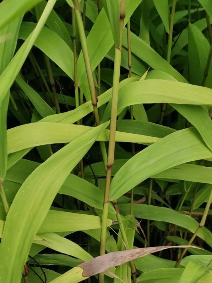 Chasmanthium latifolium 21