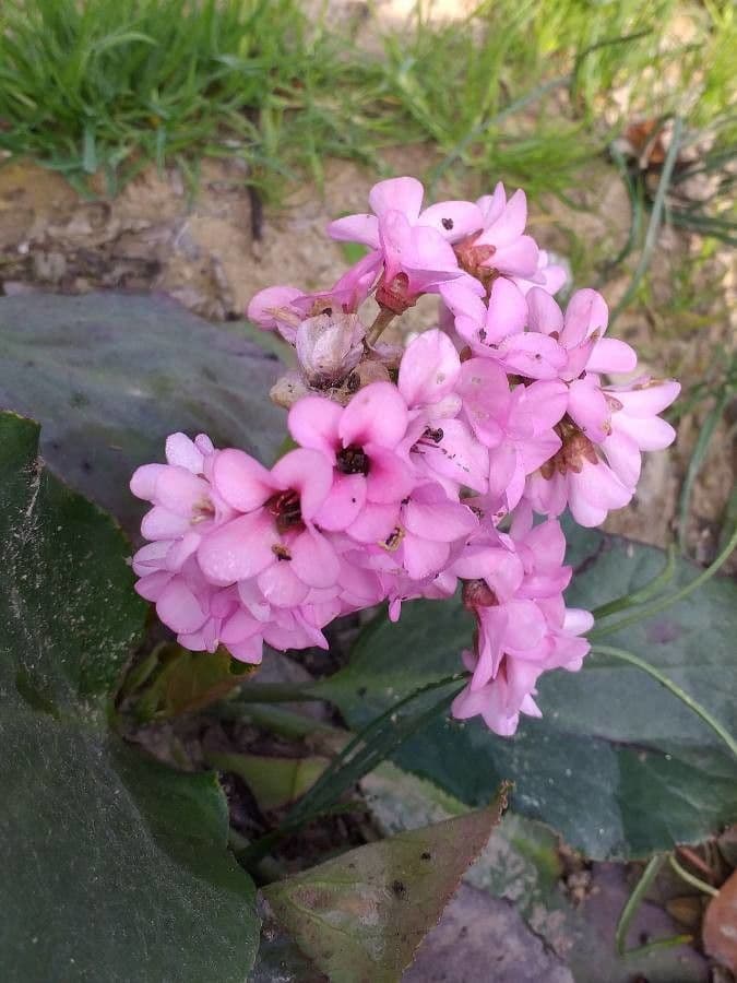 Bergenia cordifolia 8