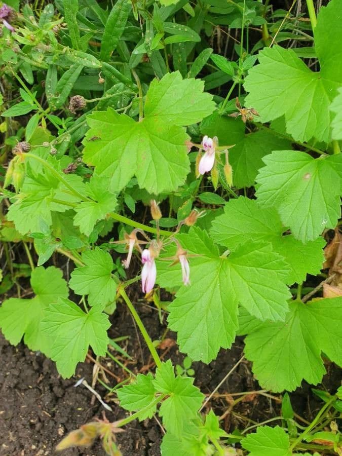 Pelargonio 12