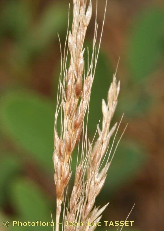 Apera interrupta 4