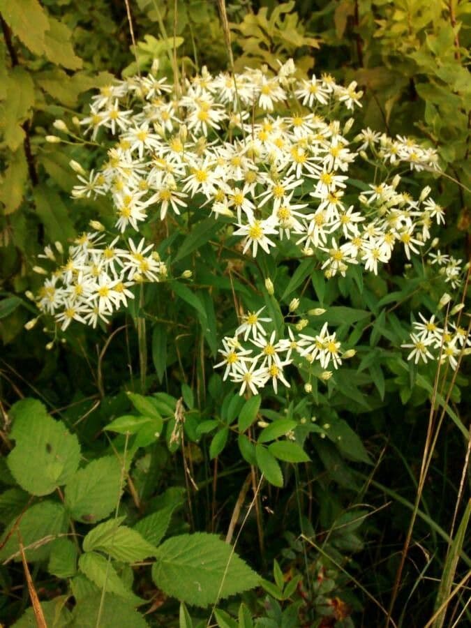 Doellingeria umbellata 10
