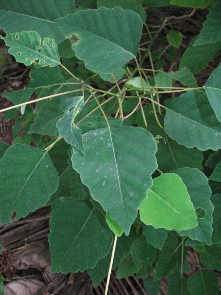 Homalanthus repando
