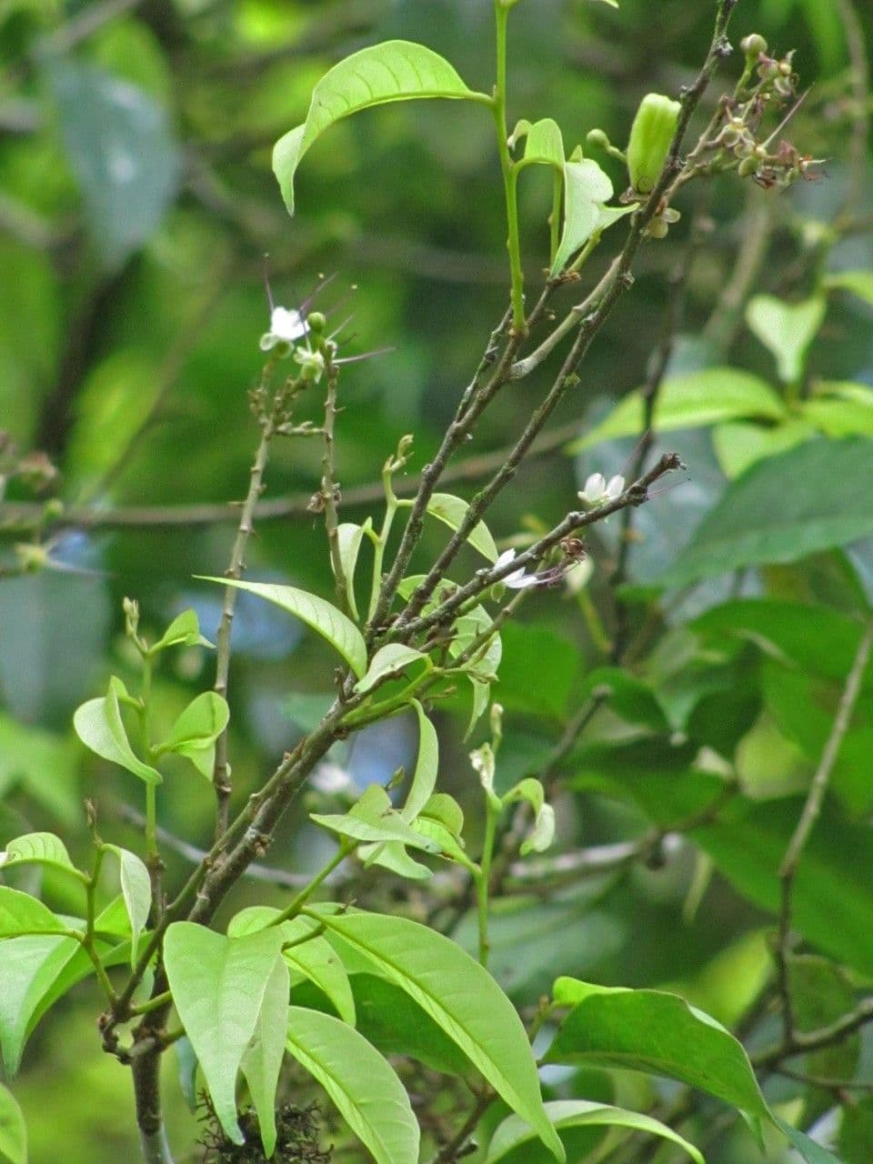 Hirtella triandra 24