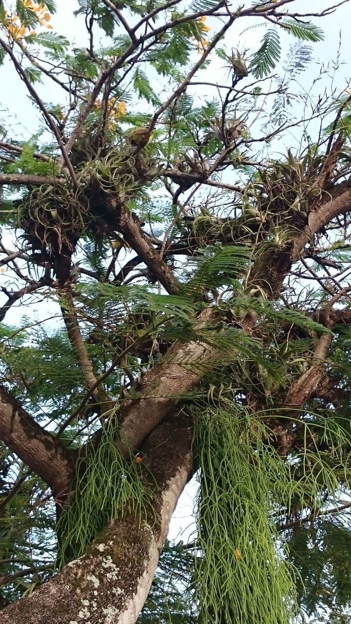 Tillandsia flexueuse 6