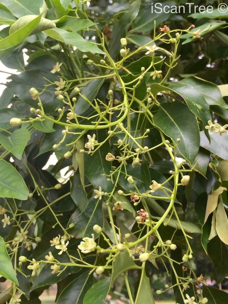 Ekebergia 10