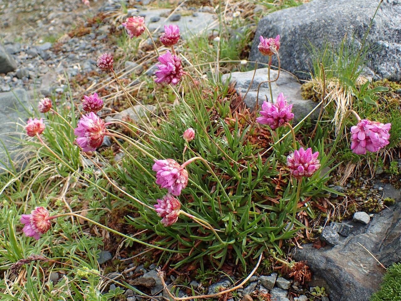 Armeria alpina 13