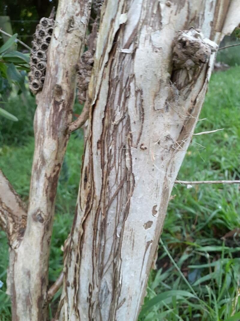 Teebaum 15