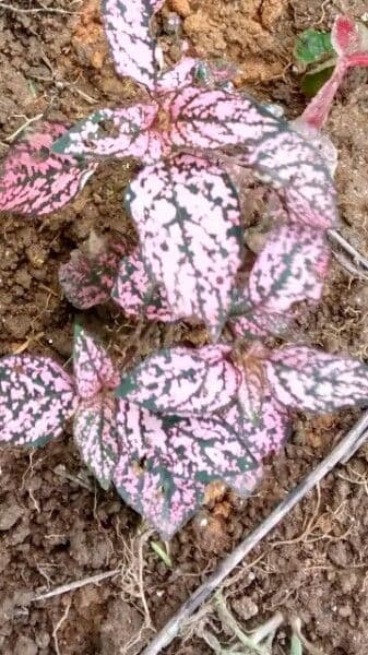 Hypoestes 9