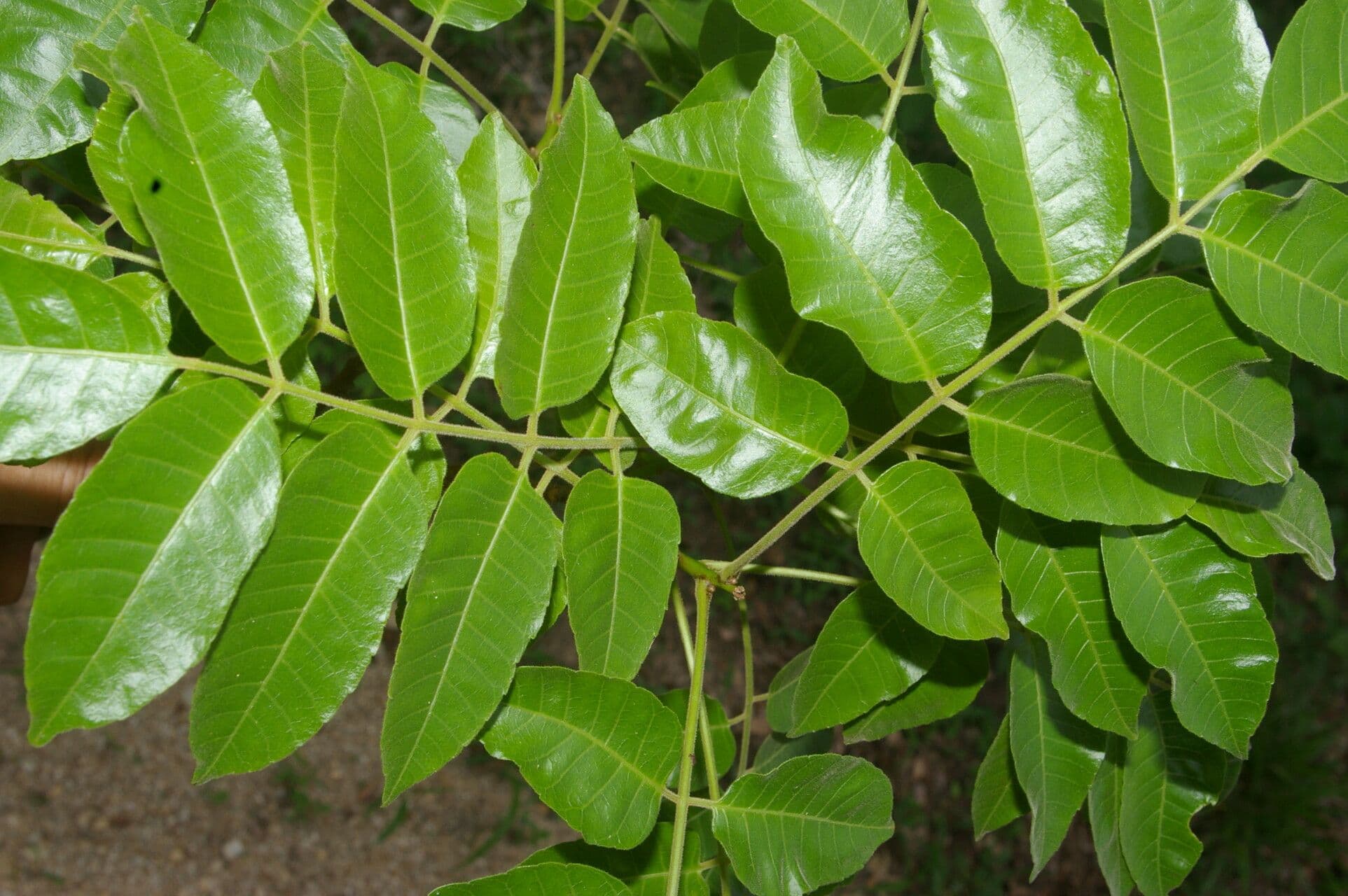 Prugna maiale 10
