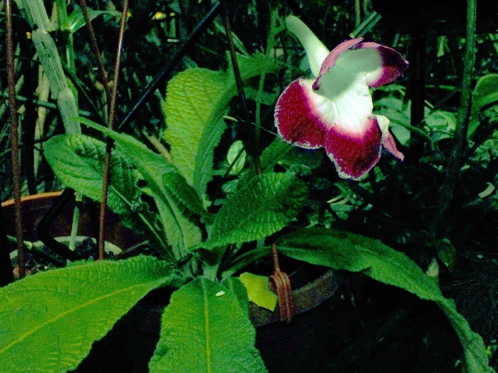 Gloxinia 15