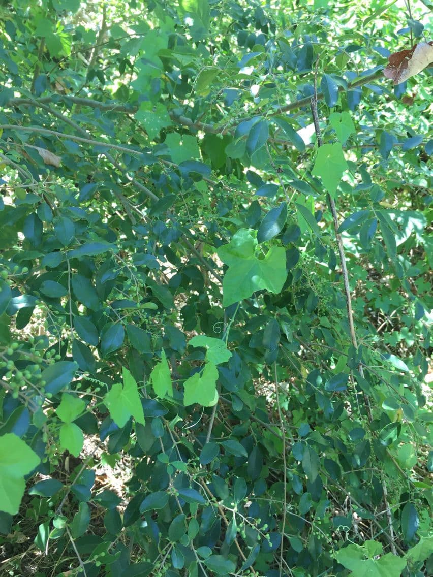 Melothria pendula 14