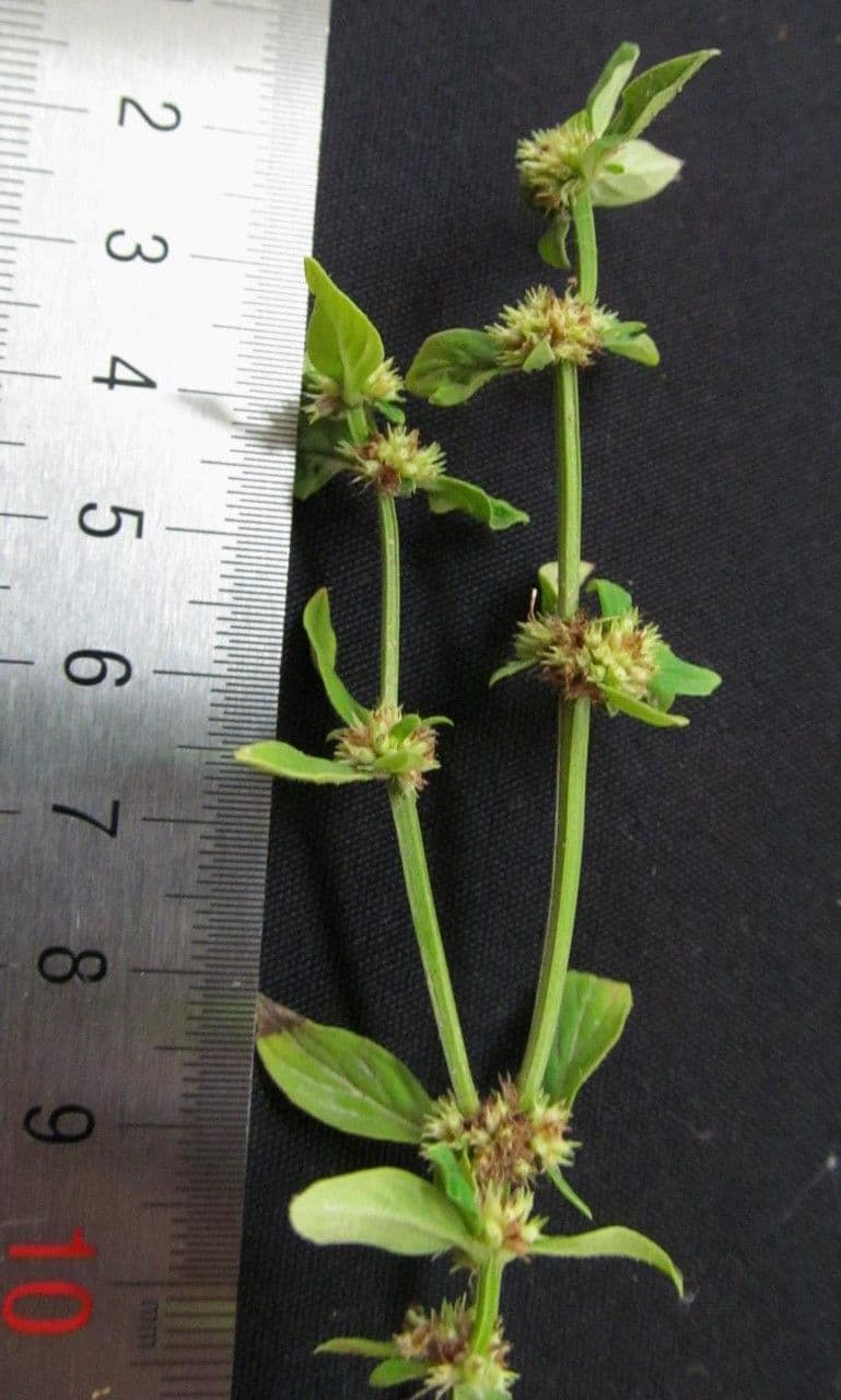 Spermacoce prostrata 16