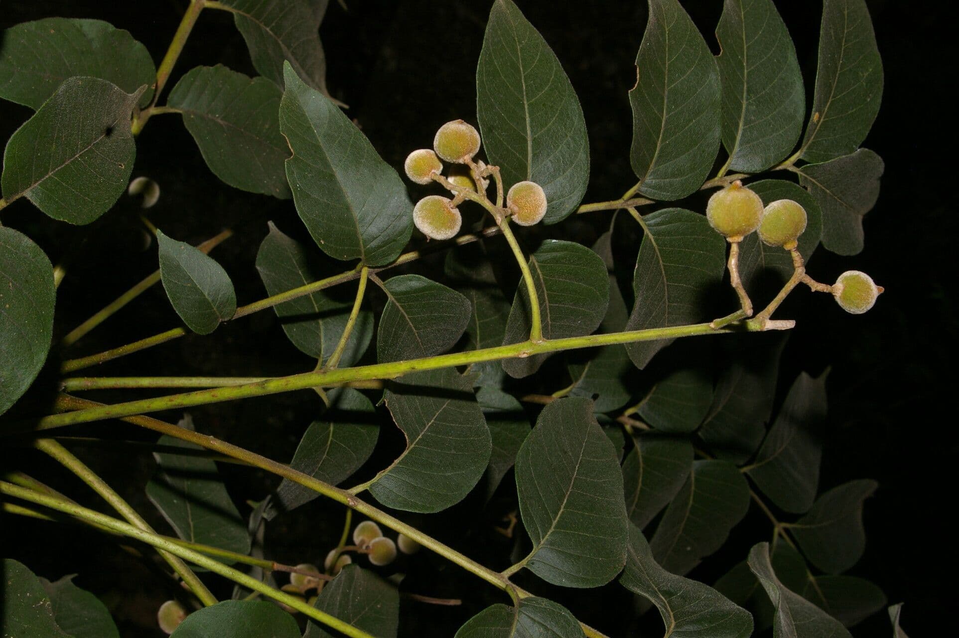 Trichilia americana 2