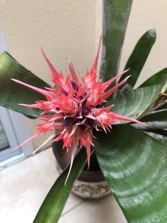 Aechmea 5
