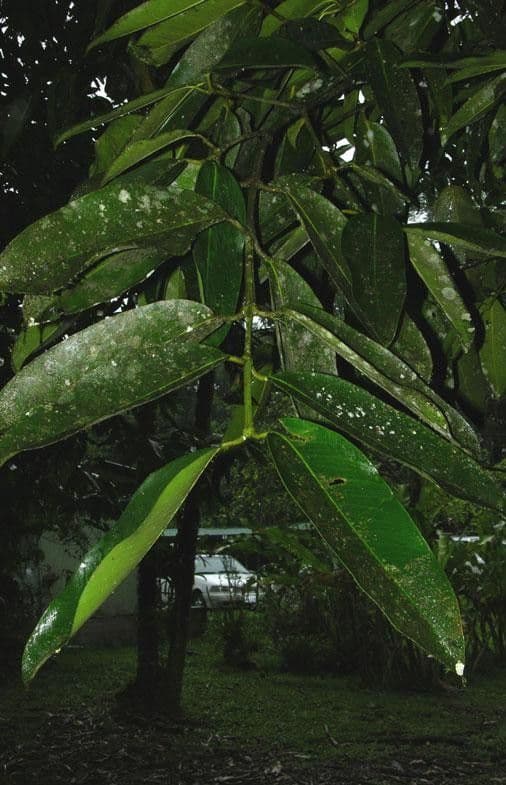 Garcinia 8
