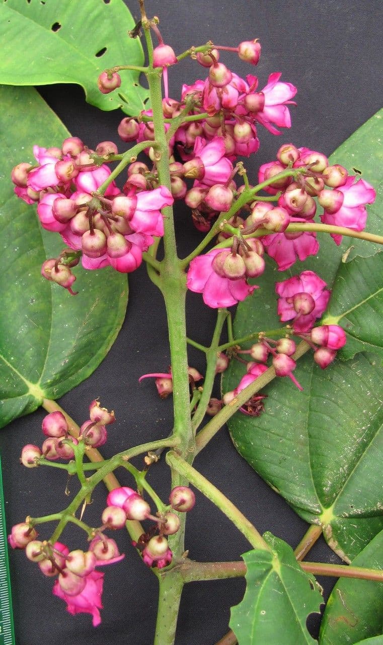 Meriania macrophylla 9